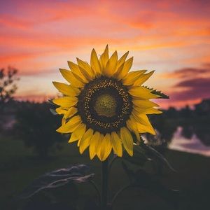 Meet your Posher, Orelia